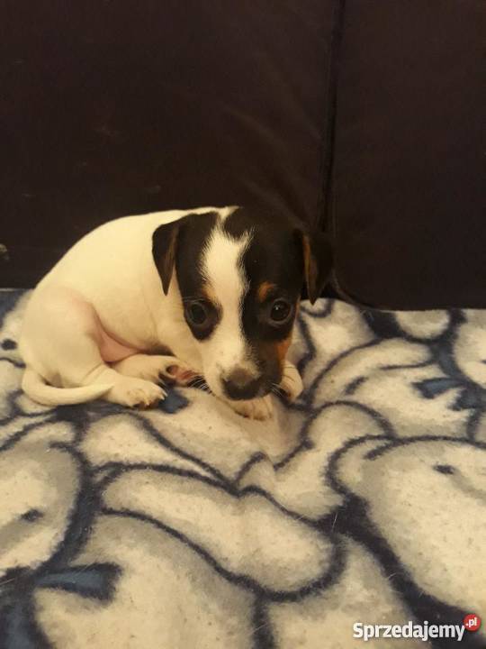 Jack Russell Terrier piękne szczeniaki