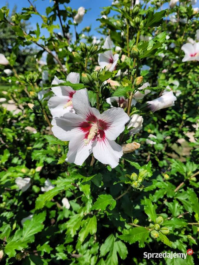 Hibiskus HAMABO 2030 wielkopolskie Pogorzela