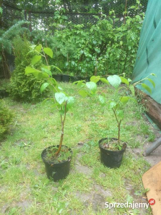 brzoza szczepiona doorenbos brzoza pożyteczna w Puławy