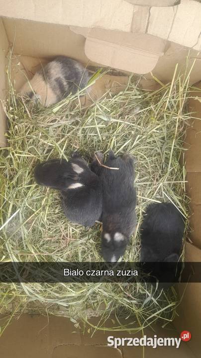 Młode króliki minaturki