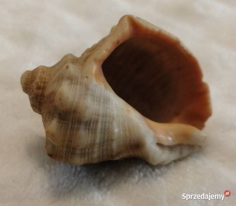 Muszla 45 70 Kreatywne Akwarystyka Czeladź sprzedam