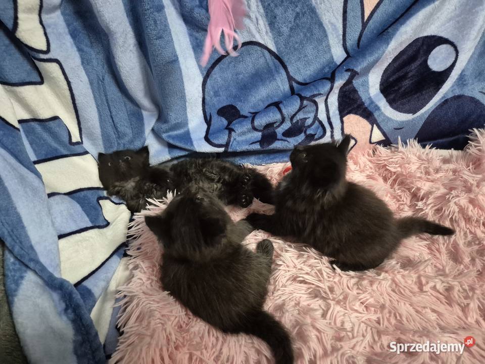 CZARNE Syberyjskie Kocurki rodowód FPL Stary Broniszew