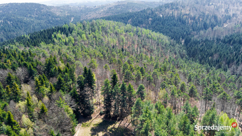 Na sprzedaż gospodarstwo rolne w Jastrzębi do remontu małopolskie Jastrzębia