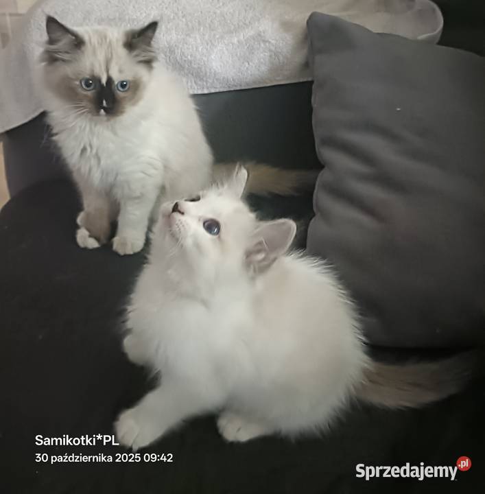 Kocurek 100 Ragdoll FPL