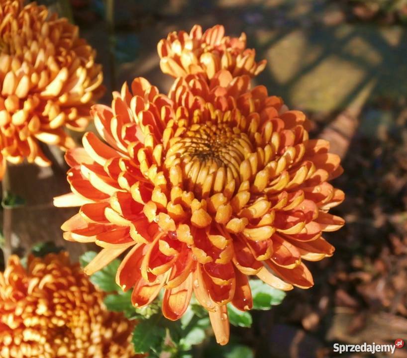 CHRYZANTEMY OGRODOWE ZIMUJĄCE DĄBKI Rośliny Jelenia Góra