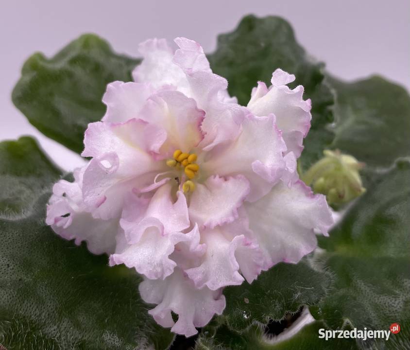 Fiołek afrykański kwitnąca sadzonka Jędrzejów