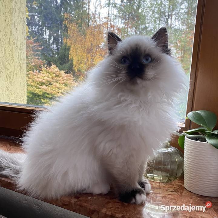 Kocurek ragdoll prawdziwy międzynarodowy rodowód Katowice