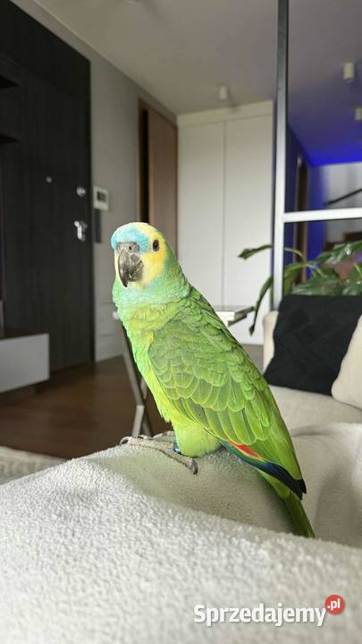 Sprzedam amazonkę niebieskoczeloną z klatką i