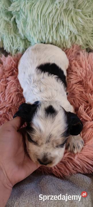 Szczenięta cocker spaniel angielski blue roan Bielsko-Biała