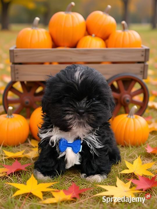 GOTOWY DO ODBIORU czarny piesek rasy ShihTzu opolskie Namysłów sprzedam