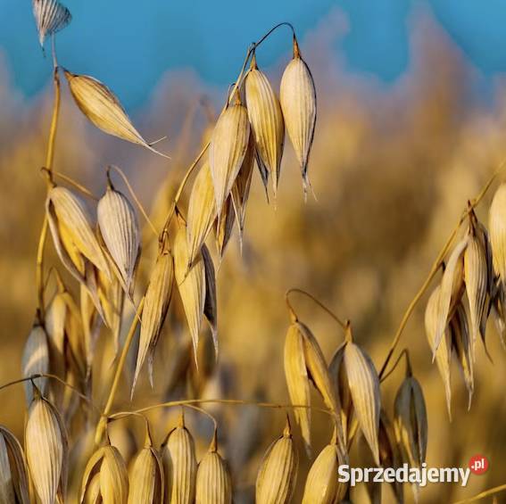 Owies Nawigator 2025 centrali Zboża lubelskie