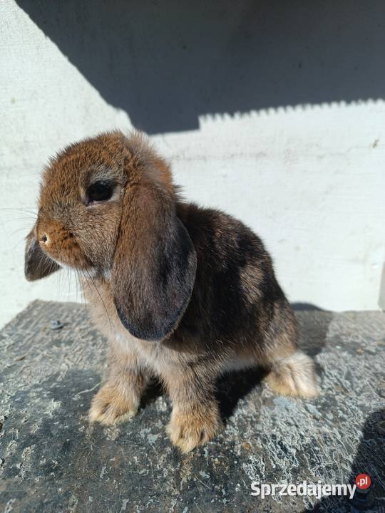 Króliczki Mini Lop Jaśliska