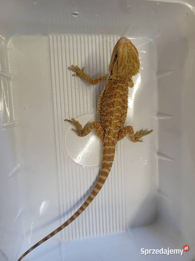 Agama Brodata Sklep Zoologiczny śląskie Katowice