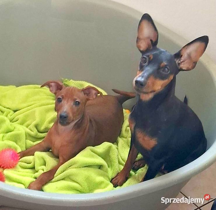 Pinczer pinczery pinczerki miniaturowe z Chojnice