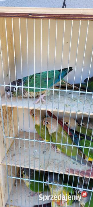 papugi rudosterki zielonolice śląskie Łaziska