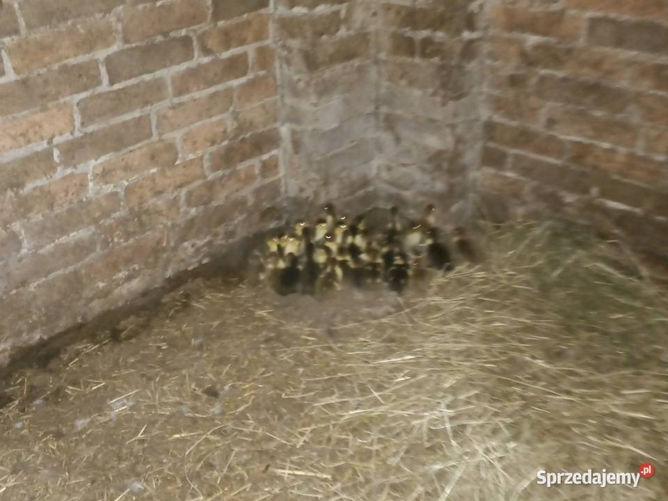 Sprzedam kaczki francuskie Lubartów sprzedam