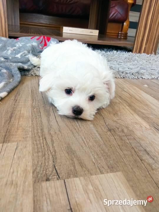 Maltańczyk szczeniaczek podkarpackie Dębica sprzedam