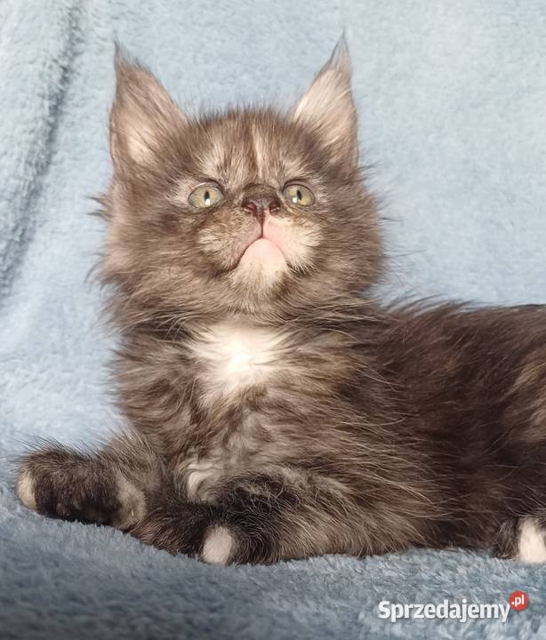 Maine Coon kotka rodowód FPL Olkusz