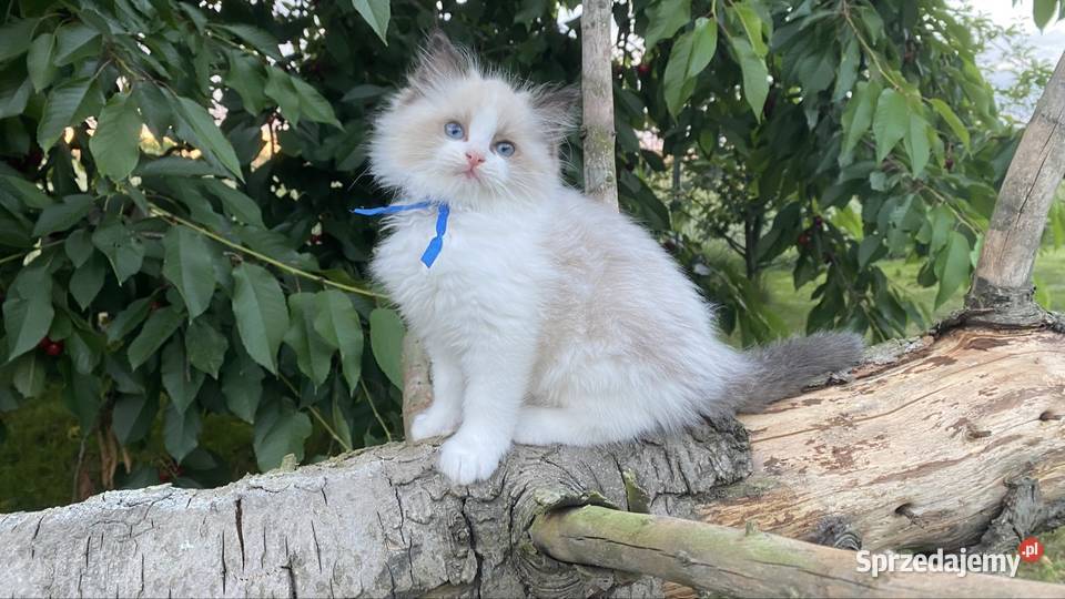 Kocurek ragdoll prawdziwy międzynarodowy rodowód Katowice sprzedam