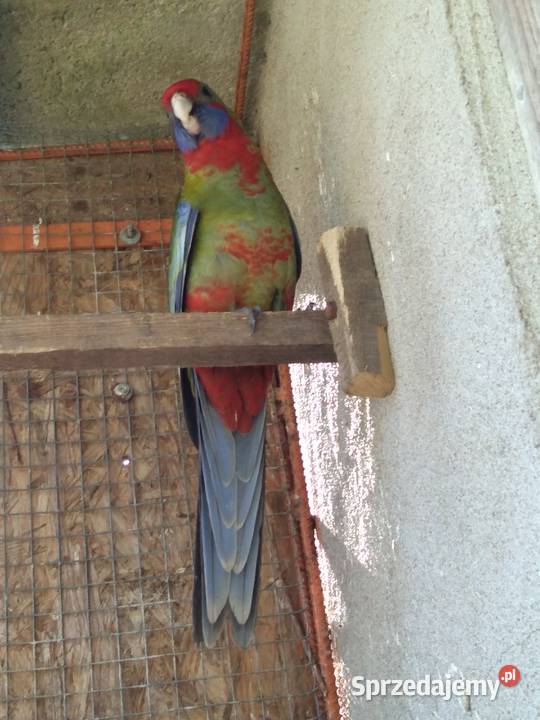 Rozella Królewskie 2025 Łomża