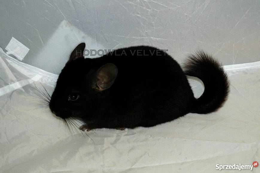 Szynszyla Szynszyl Czarny Ebony Dark Samiec wielkopolskie