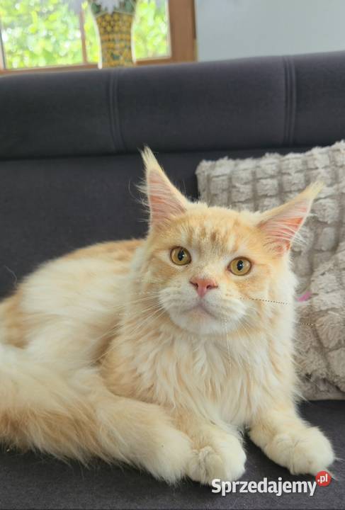 Maine coon kocurek hodowlany Kęty