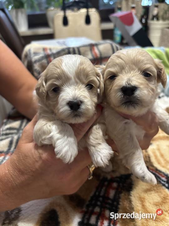 Maltipoo sunia z rodowodem śląskie Częstochowa