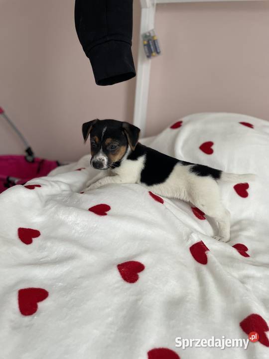 Jack Russell Terrier szczeniaczki Częstochowa
