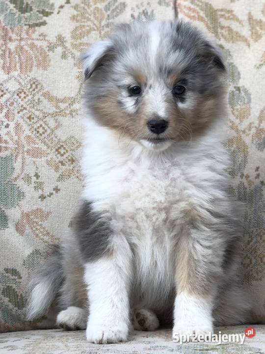 Amaya sheltie suczka marmurkowa rodzicach Pupki sprzedam
