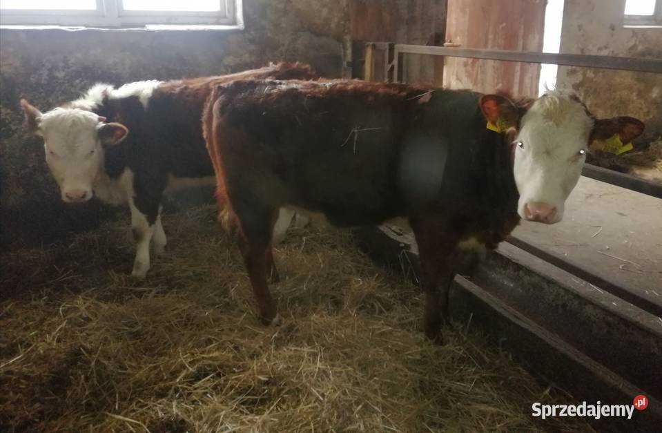 Sprzedam Jałówki Mięsne OdsadkiCielęta Rolnictwo świętokrzyskie Czaryż