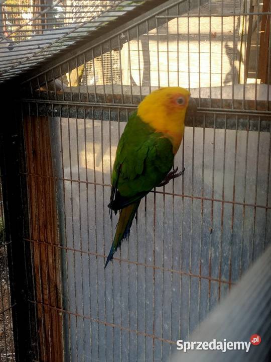 Konury papugi Główczewice