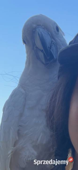 Samica kakadu Alba handtam 2025 Poznań