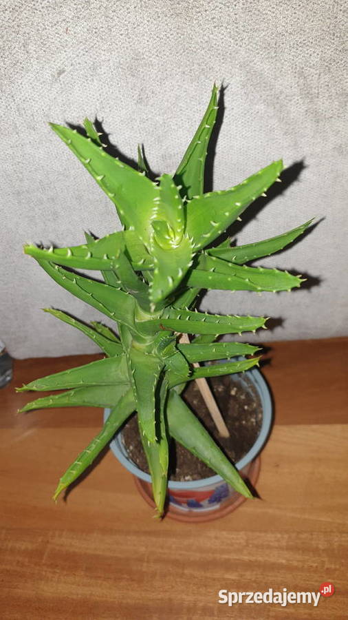 Aloes zielony roślina rosnąca wysokość 33 Kaktusy i sukulenty Warszawa