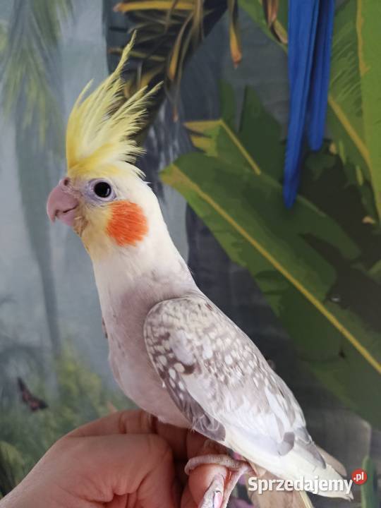 Papuga nimfa ręcznie karmiona oswojona Miastko