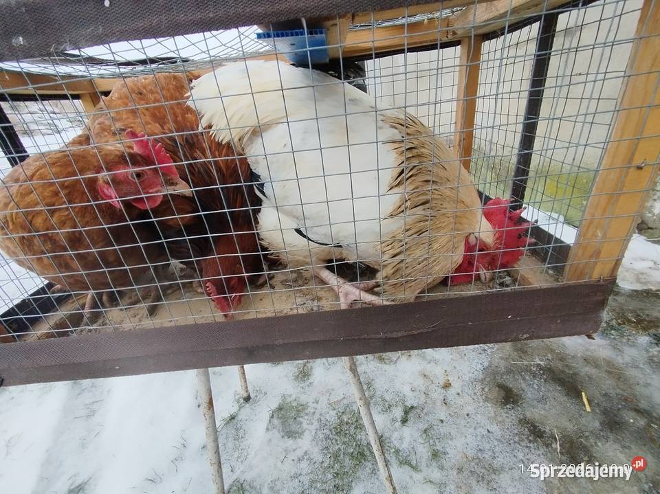 Kogut i dwie kury nioski