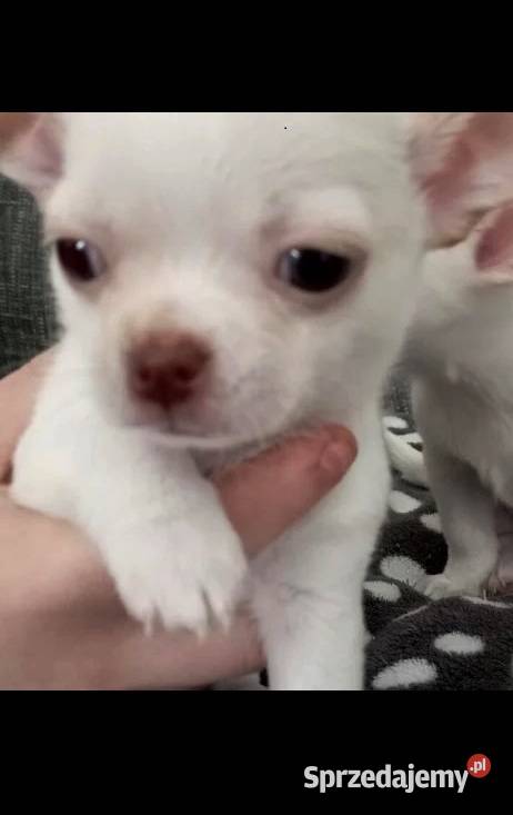 Chihuahua szczeniaki