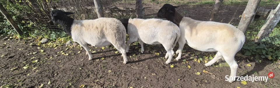 Baranek DORPER Tryk Jarek Owce baranki Cekcyn