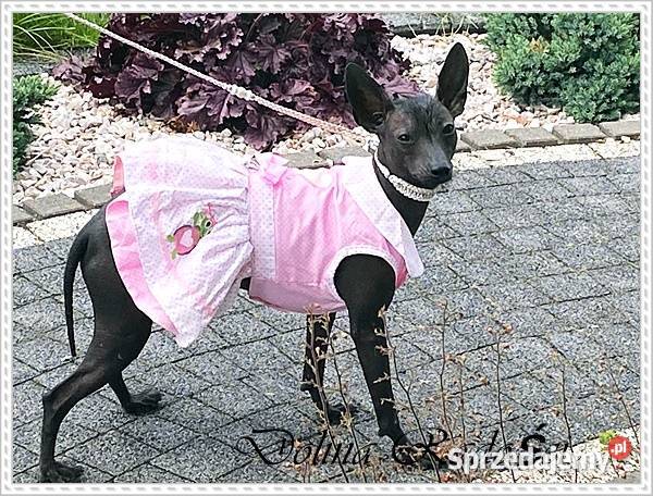 Nagi pies meksykański sprzedam