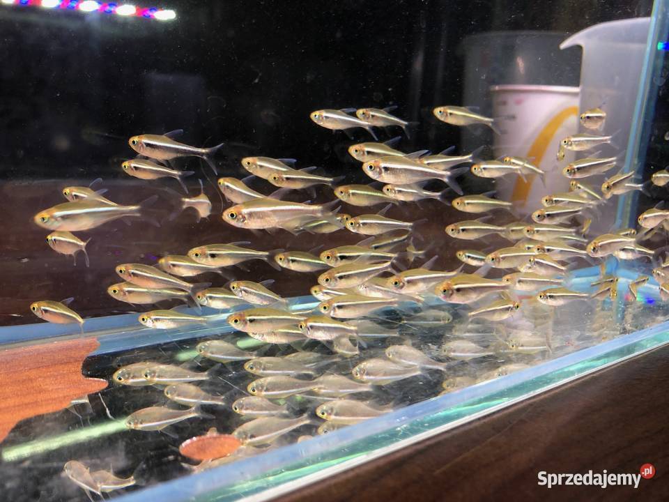 Neon czarny Neonki czarne łódzkie Justynów