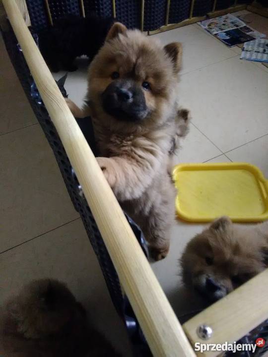 ChowChow szczeniaki sprzedam Konstantynów
