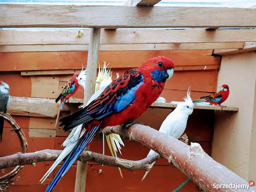 Rozella królewska samiec Działdowo