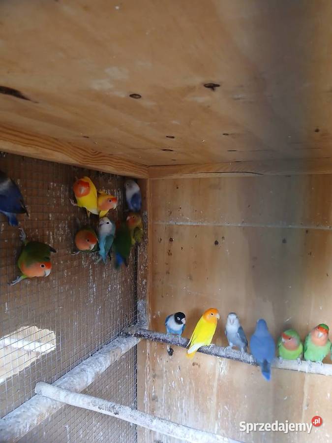 Sprzedam papugi nierozłączki