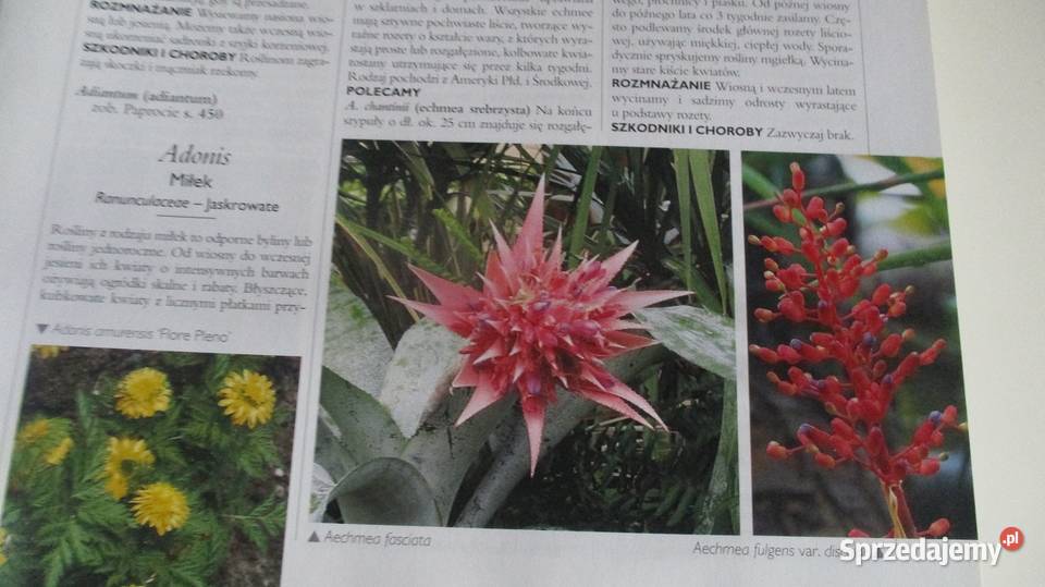 Mieszkanie w kawiatachmoje hobby ogród kwiaty łódzkie Łódź