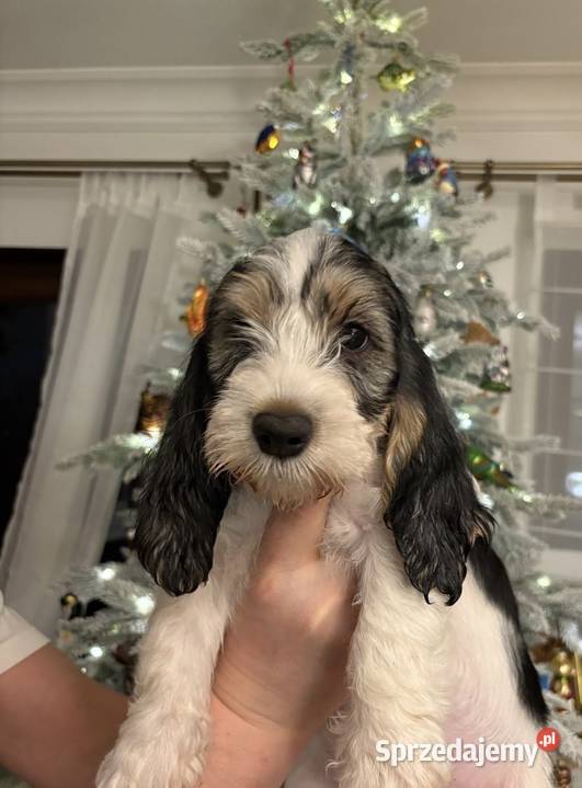 PBGV szczeniak petit basset griffon vendeen ZKWP Jarocin