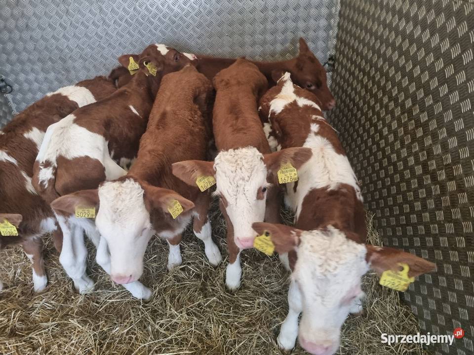 Byczki Jalowki Mięsne Sieradz