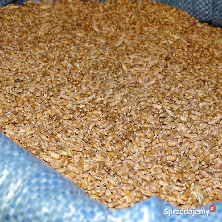 Pszenica Jara drobna Zboża lubelskie Adamów