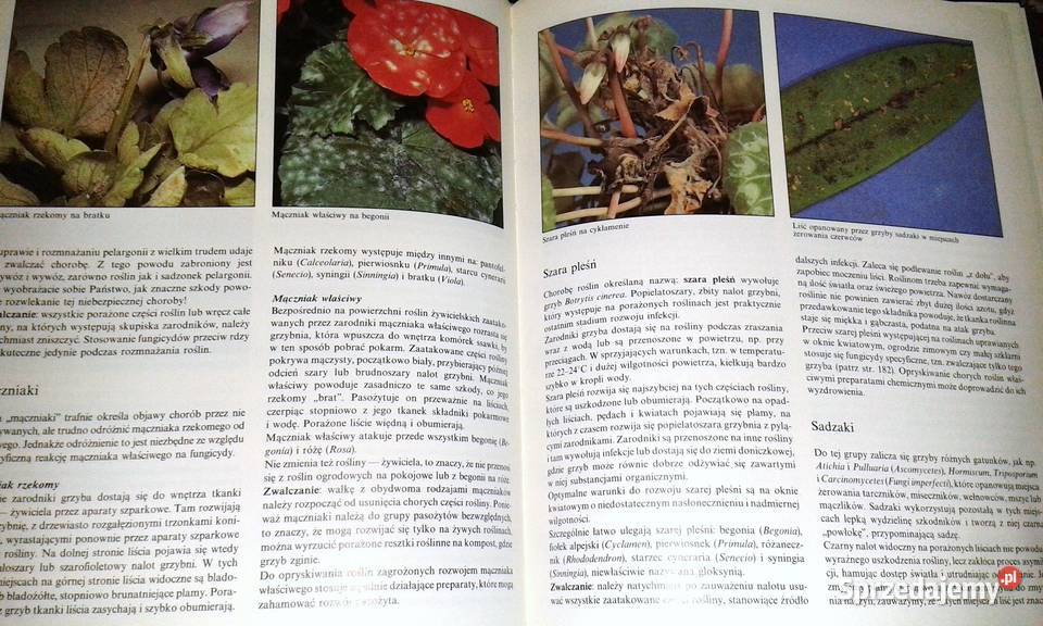 Choroby i szkodniki roślin pokojowych Gottfried Chełm