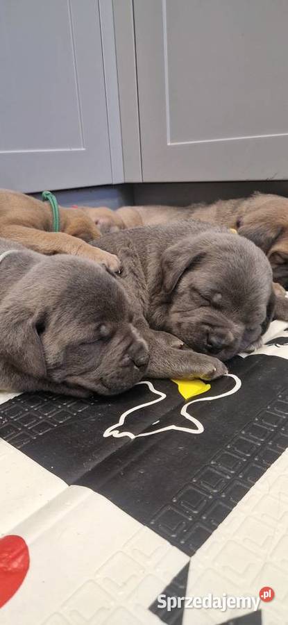 Cane Corso rodowodowe Bychawa