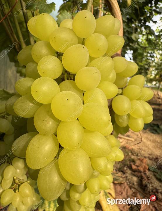 Winogrono bezpestkowe szczepione Kiszmisz