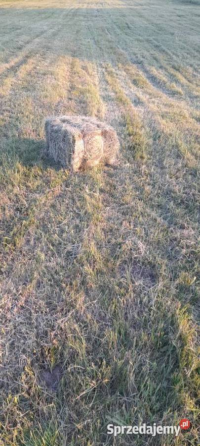 Siano w kostkach Rusiec